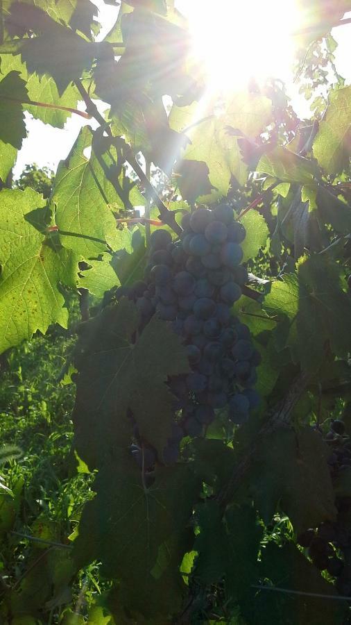 Agriturismo Le Giarine Fogliano Redipuglia Ngoại thất bức ảnh